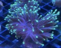 HOLY GRAIL TORCH CORAL FRAG